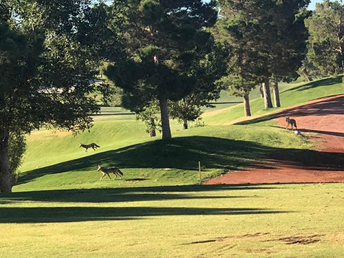 Sun City Summerlin golf course